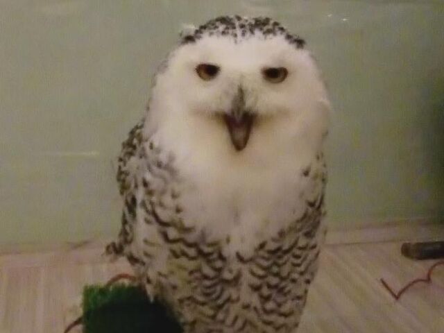 V͂ƌJ܂Ă܂B_tNEɉXӂӂ