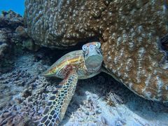 ܂񂳂nico {Óւ̓eʐ^1