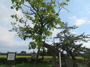 �L������̓�����O�j�Ռ����̓��e�ʐ^3