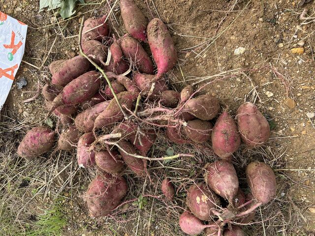 RƂꂽ܂_KBt@[(܂)