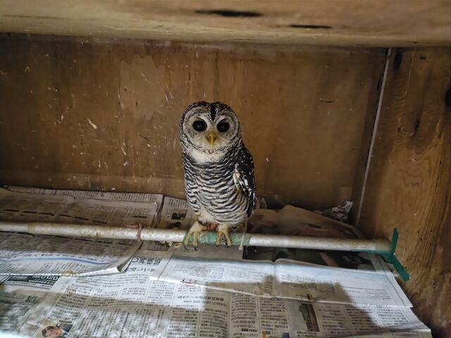 �R�R�����_�A�N�A�t�H���X�g�@-���̐X-