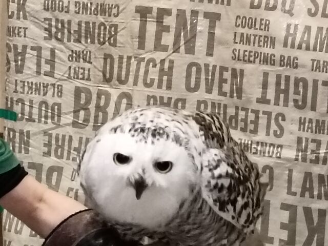 ���ӂ��낤����_�A�N�A�t�H���X�g�@-���̐X-