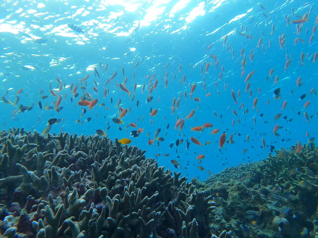 KCh񂪎BĂ܂I_South Blue