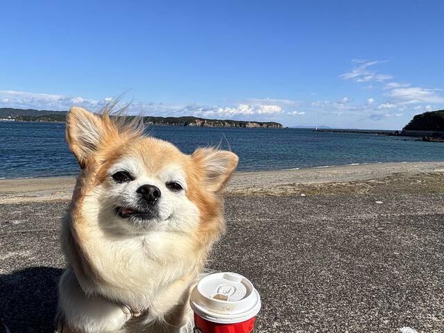 YȊCȂStarbucks̃hbvR[q[̂񂾂_Yml