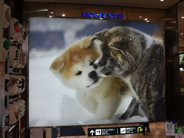 Hc̑傫ȃplʐ^o}Ă܂B_Hc`