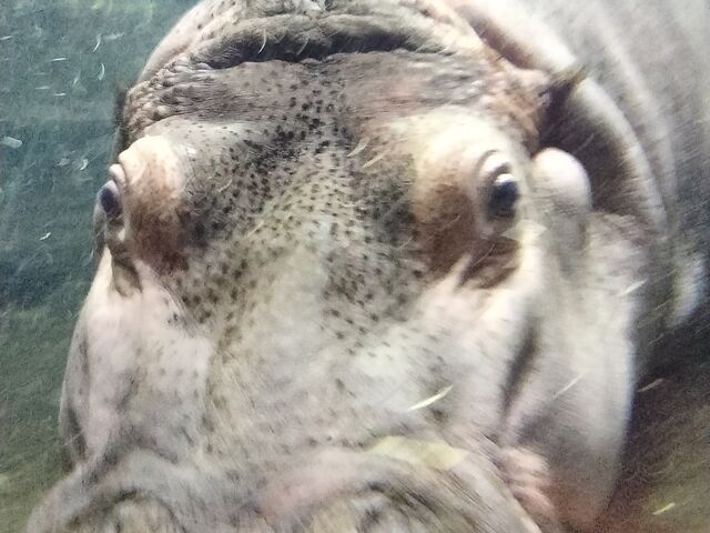 �K���X�z���ɃJ�o�ƑΖ�_���R������