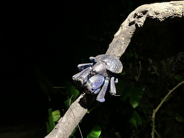 ���V�K�j����ł��B�Y��ȃu���[�ŏ��Ζ�_���C��