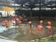 �����D��5656����̏�쓮���� �t���~���S�ɂ̓��e�ʐ^1