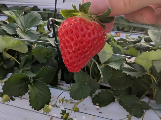 �Â�_�Ƃ悭�ɂӂ��[�ފό��_��