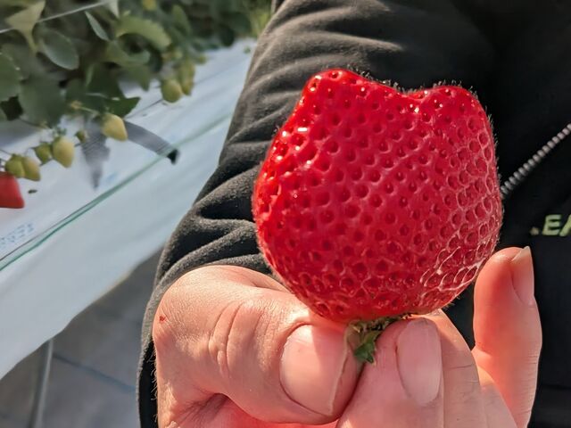 �L�݂����Ȃ���������_�Ƃ悭�ɂӂ��[�ފό��_��