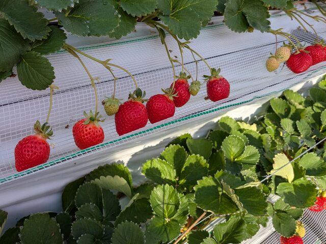 �ǂ���������������ł�_�Ƃ悭�ɂӂ��[�ފό��_��