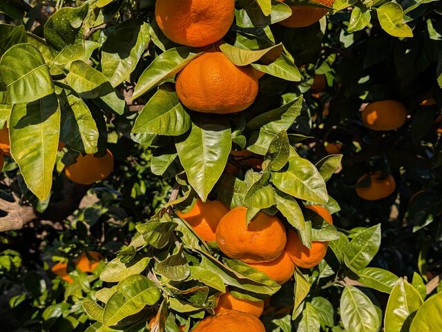 ����������ꏊ�Ɏ����Ă���݂�������ɑI�ԂƊÂ��ł��B_�}���t�N�K�[�f��