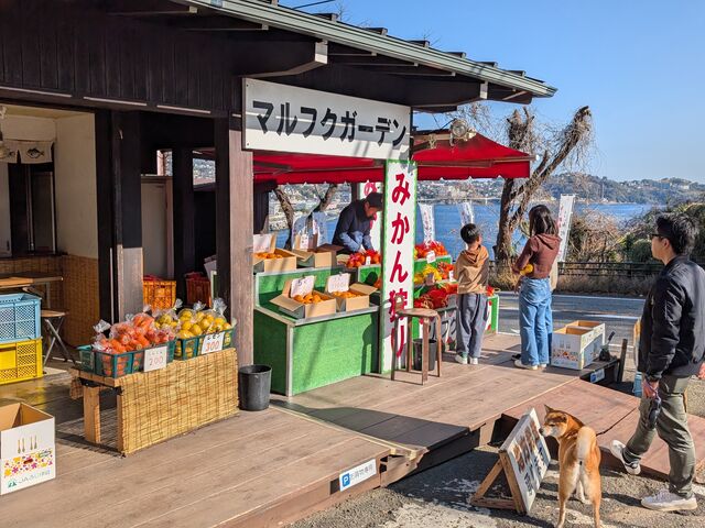 �A��ɊÂ��݂�����A���݂₰�ɔ����܂����B_�}���t�N�K�[�f��