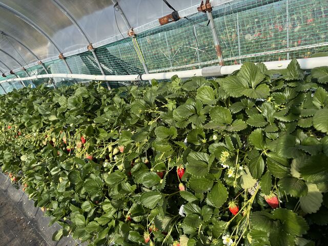 �Ί_�������ł��B
���w�Z�̎��ɎЉ�ŏK���܂����B_�����_��