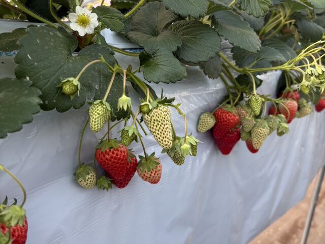 �^���Ԃł����I_�R���R���������t�@�[�� �K�[�f��