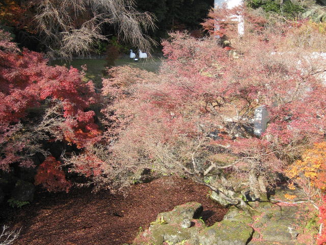 �뉀�ɗ�����_�A�T�q�r�[����R��R�����p��