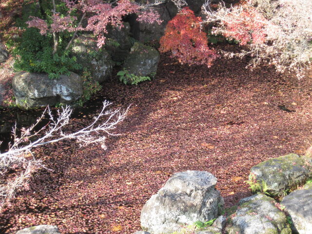 �뉀�̒r�͗����t�ŕ���������Ă��܂�_�A�T�q�r�[����R��R�����p��