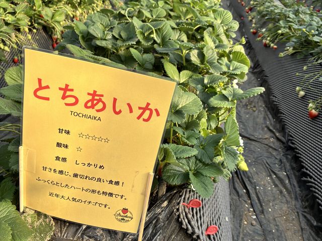 �������̈ē����ꂽ�n�E�X�ł́A
�Ƃ��������A�Ƃ����Ƃ߁A�X�J�C�x���[���y���߂܂����I_�����_��