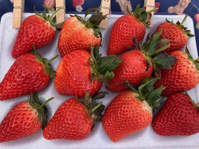 �g���[��p�ӂ��Ă��������Ă���̂ŁA�H�ה�ׂ��₷�������ł�_�T���x���[�_��