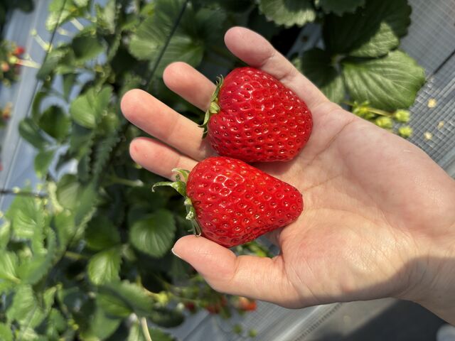 �Ȃɂ����܂Ȃ��Ă���������肪�o���ĂƂĂ��������ł��B���������S��ނƂ��Â��Ĕ������������ł��I_�˂����t�@�[��