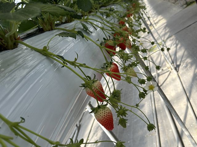 �������܂܂��������ł��Ċy����B_�����݂̗��������̉�