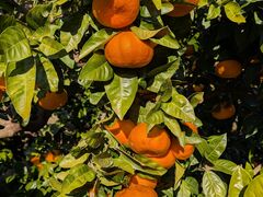 hidepo����̃}���t�N�K�[�f���ւ̓��e�ʐ^1