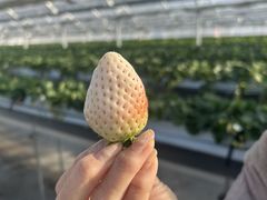 ���c���������̎ʐ^1