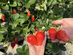 �܂邵�Δ_���̎ʐ^1