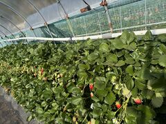 �����_���̎ʐ^1