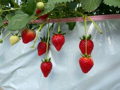 Rossa berry�̎ʐ^1