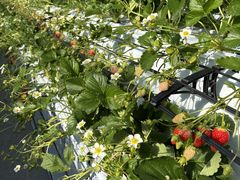 ������܃x���[1�̎ʐ^1