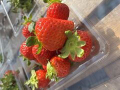 ������܃x���[1�̎ʐ^2