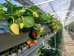 �R��FUJI�t���[�c�p�[�N�̎ʐ^1