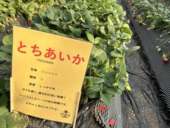 �����_���̎ʐ^1