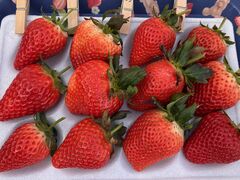 �T���x���[�_���̎ʐ^1