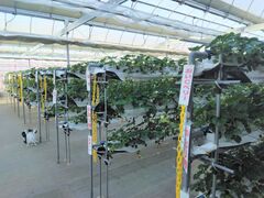 �A�h���A����̉ߏ��̕l�t�@�[���̂��������ւ̓��e�ʐ^1