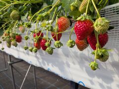 �܂��܉��̎ʐ^1