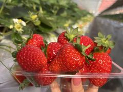 �n�Ӕ_���̎ʐ^1