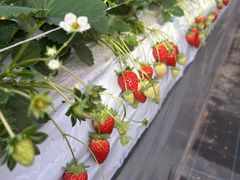 �n�Ӕ_���̎ʐ^2