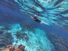 ����A�C�����h�N���[�̎ʐ^2