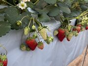 mi����̃R���R���������t�@�[�� �K�[�f���̓��e�ʐ^1