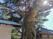 sokudumo����̋��؎R�����R�_�Ђ̓��e�ʐ^6