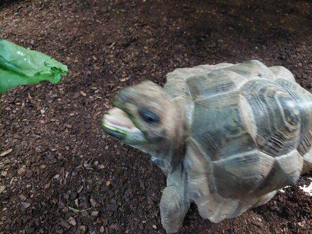 �L���x�c����������ɐH�ׂ�T����_�̊��^������ iZoo