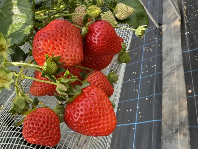 ���n�̔��������������������ς��ł����B_������