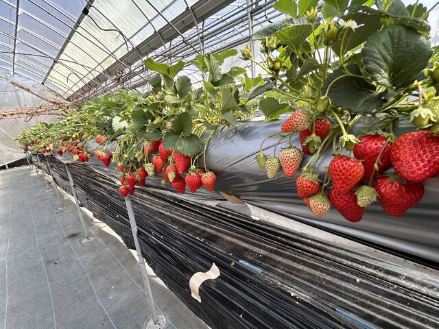 ���炵����Ȃ�̂�����_�䂤�t�@�[��