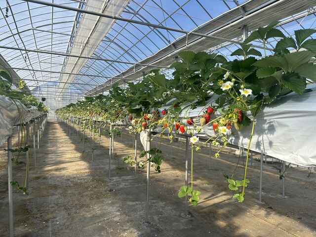 �����������Ɏ����Ă܂��I_�X��䕉�