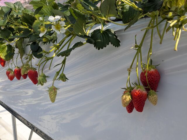 �̂ꂽ�Ă�䕂�30���H�ו���ł�_�����̂����� ���̎q��X