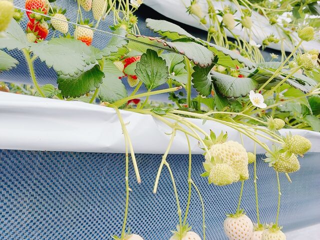 ������_�΂΂����t�@�[��