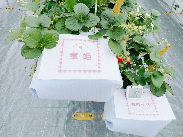 �������̎��_�΂΂����t�@�[��