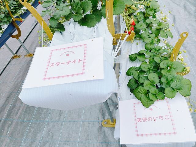 �������̎��_�΂΂����t�@�[��